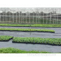Greenhouse Plastic Film Ground Cover Weed Mat